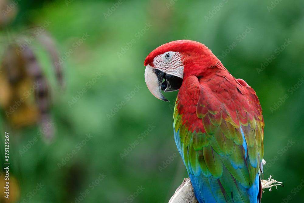 Red-and-greeng or Green-winged macaw (Ara chloropterus) in side and back view with fresh and smooth 