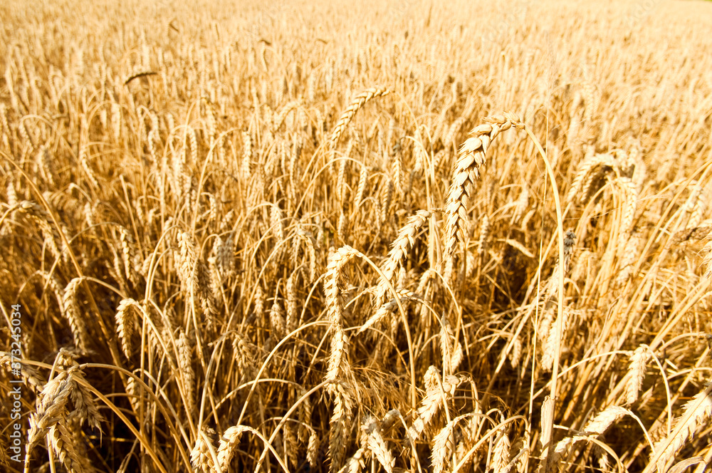 Gold wheat field background. Backdrop of ripening ears of yellow cereal field ready for harvest grow