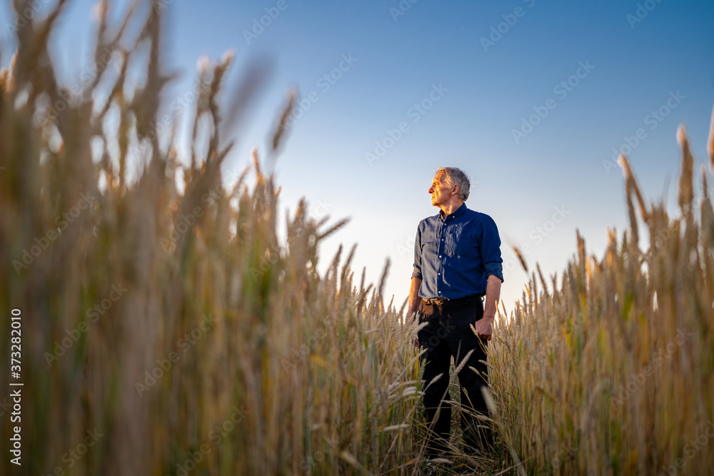 Amazing view with man who check natural organic harvest in the sunset light. View from below. Select