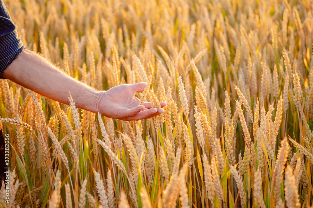 Beautiful wheat ears in man`s hands. Harvest concept. Sunlight at wheat field. Ears of yellow wheat 