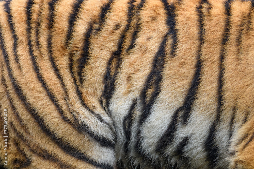 Closeup real tiger skin texture image background