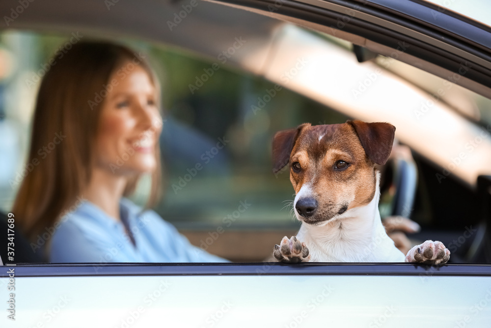 Woman with cute dog traveling by car