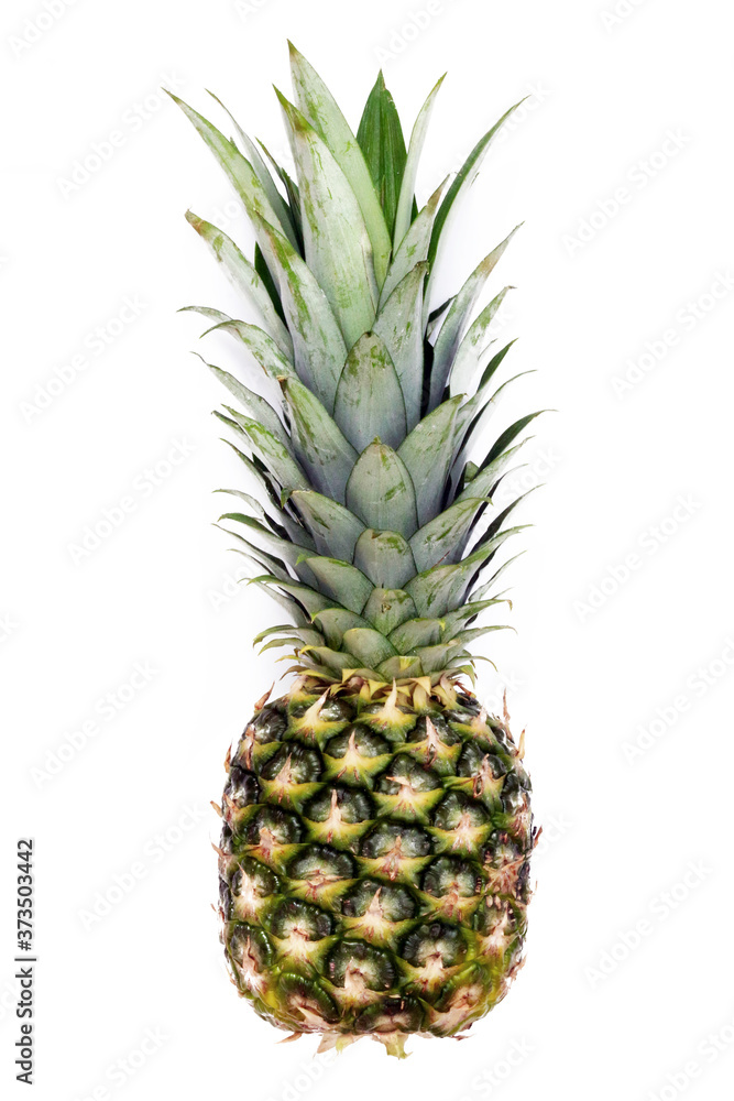 Ananas, Piña, Ananás, Pineapple,  Ananas comosus, Ananas sativus, Costa Rica