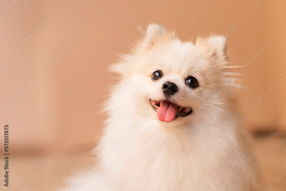 cute smile curios white pomeranian puppy happiness friend lapdog with brown color background