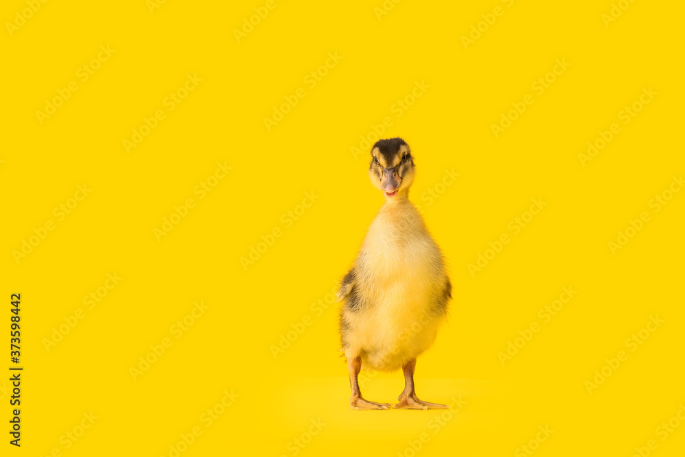 Cute duckling on color background