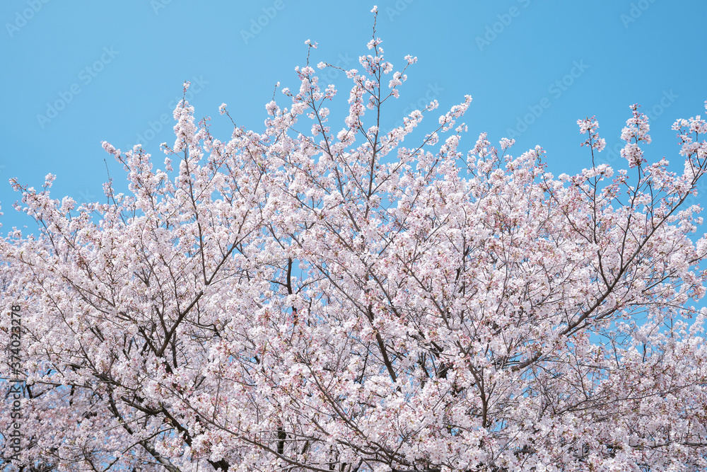 桜　染井吉野