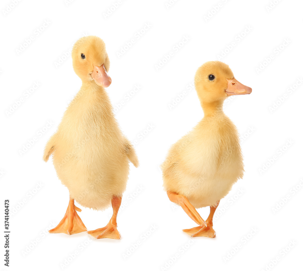 Cute ducklings on white background