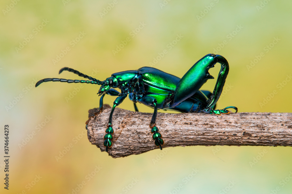 Closeup Sagra longicollis. Macro shot of green bug.