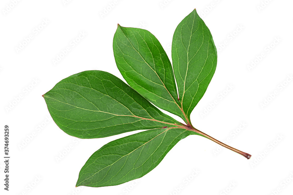 Peon flower leaf