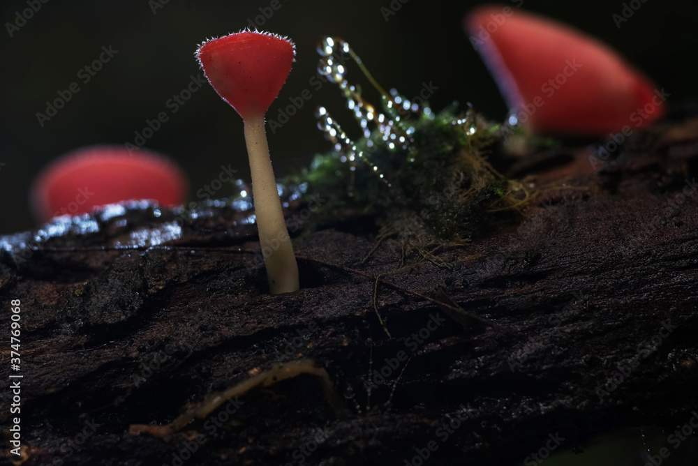 红色香槟状蘑菇，苔藓花尖上有闪光的水滴，红色蘑菇和深色背面