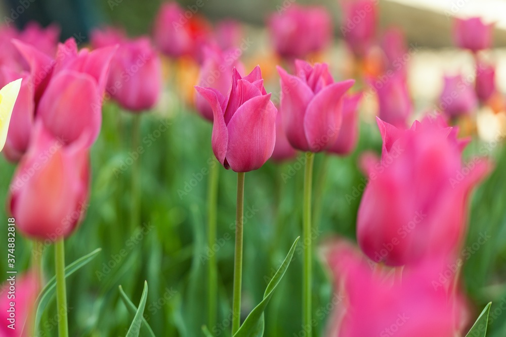 郁金香花园