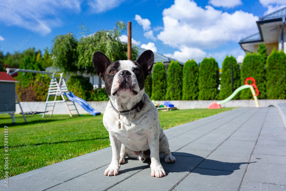 法国斗牛犬在一个阳光明媚的花园里休息，花园里有一片绿色的草坪