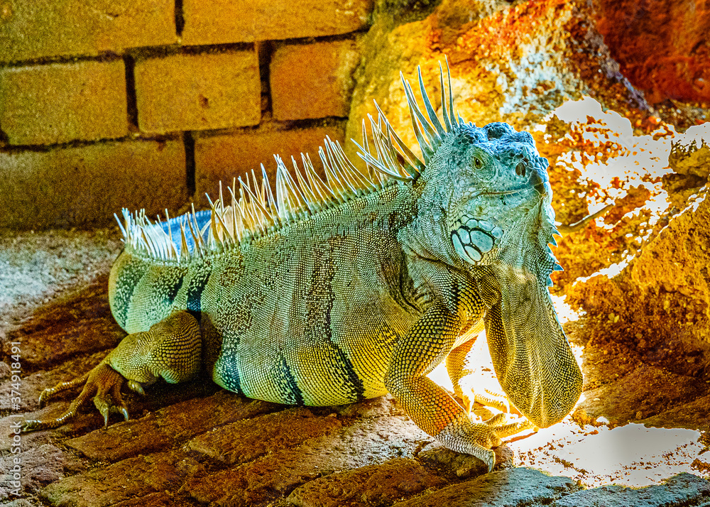 Green iguana iguana, also known as the American iguana in the loophole of an ancient fort, the south