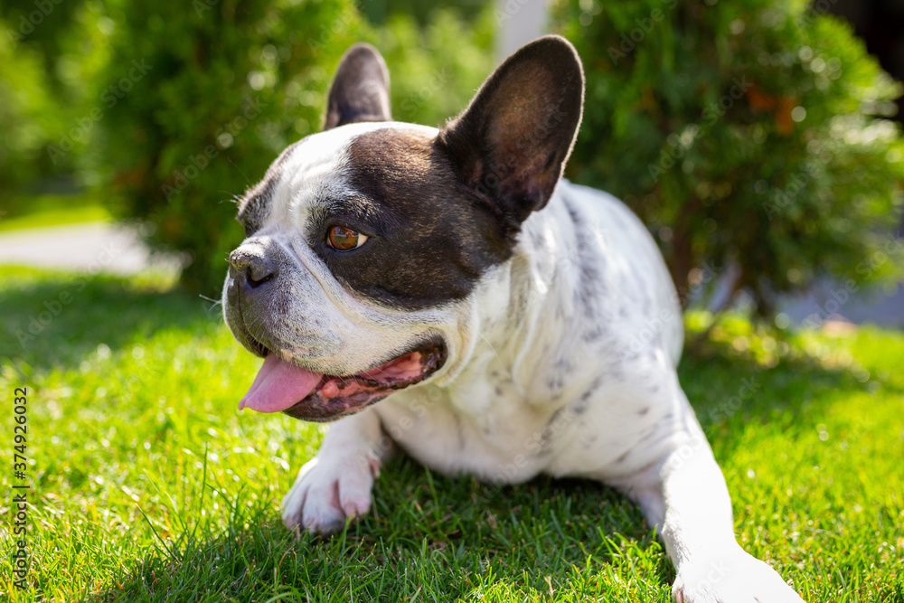 法国斗牛犬在阳光明媚的花园里休息，花园里有绿色的草坪