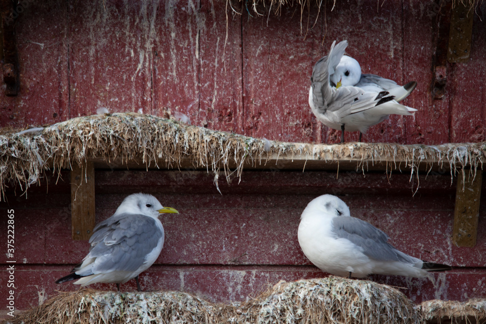 Crutch (Rissa tridactyla) is a pelagic surface-grazing seabird belonging to the group of gulls and o