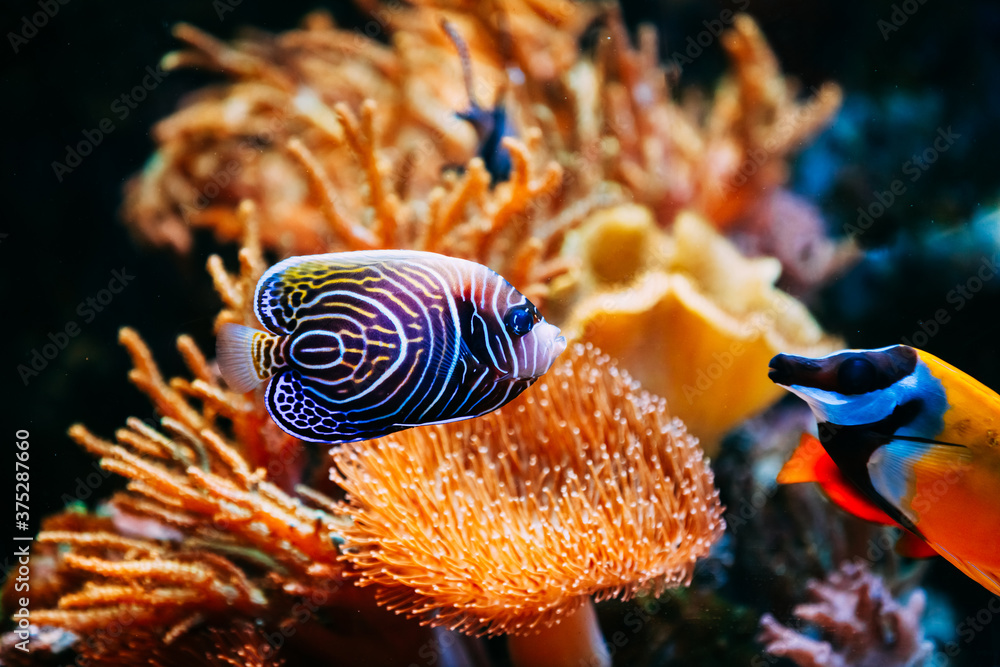 水族馆里的波马刺蓝天使海鱼