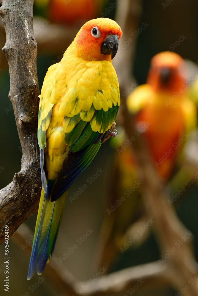 Cute yellow parrot perching on wooden staring toward photographers