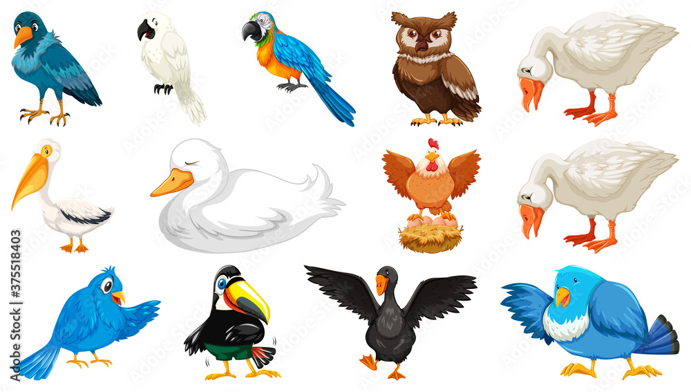 Set of diffrent birds cartoon style isolated on white background