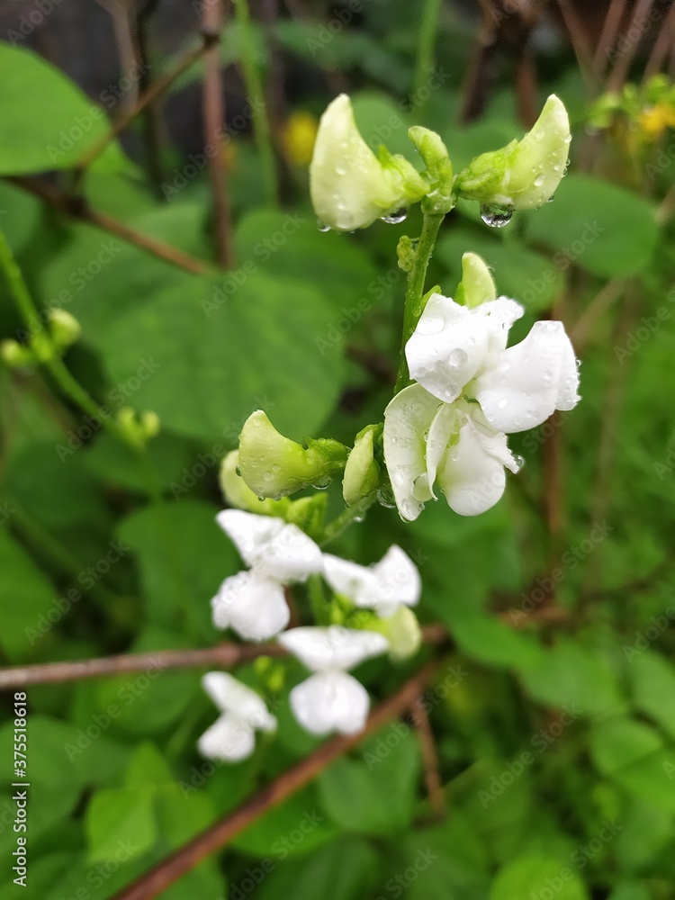 树上的白花