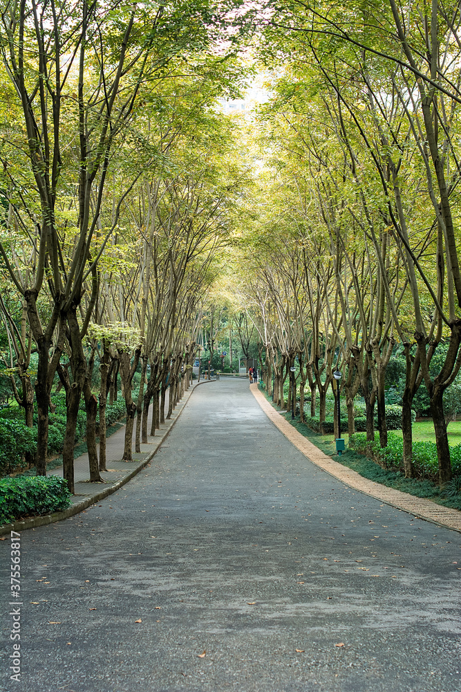 中国深圳莲花山公园森林步道