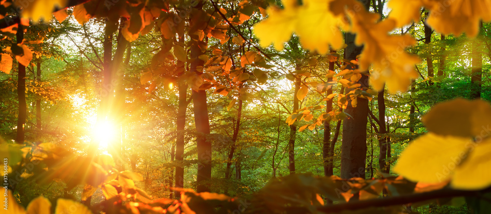 Bright autumn sun illuminating oak leaves in a forest