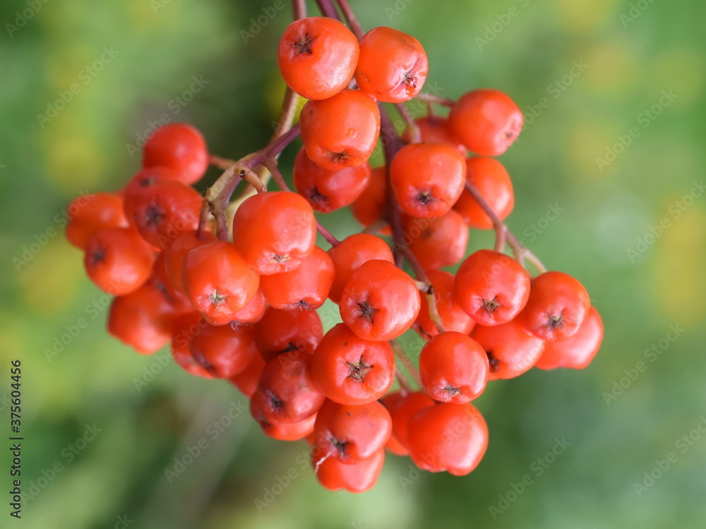 绿色背景下来自山灰花楸的Rowanberries