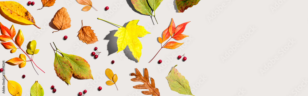 Colorful autumn leaves overhead view - flat lay