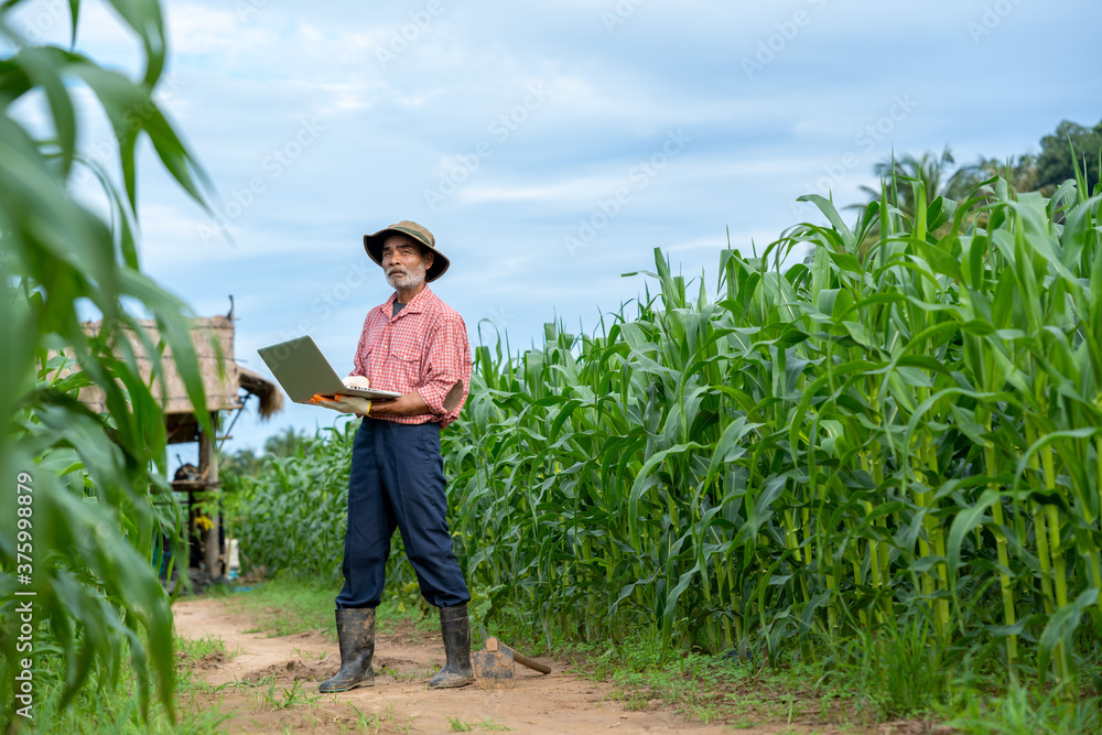 Farmer inspecting corn in corn field.