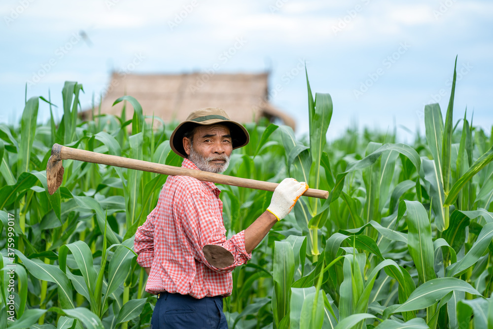 亚洲农民站在玉米地里的肖像。