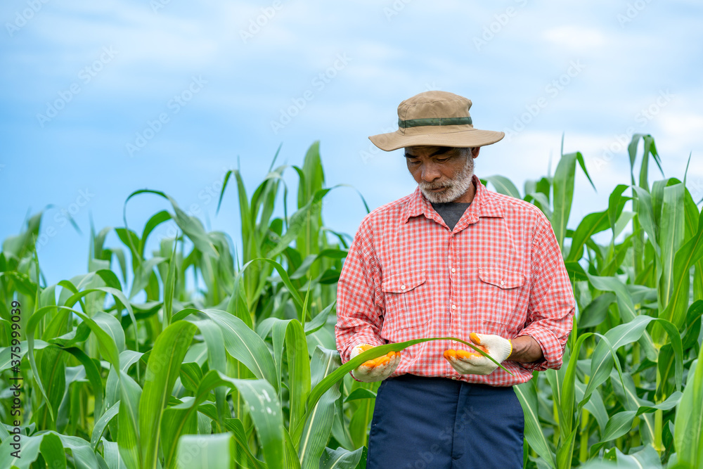 Farmer inspecting corn in corn field.