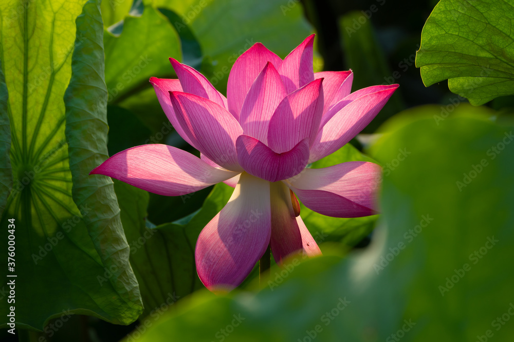 Beautiful Lotus in full bloom in summer