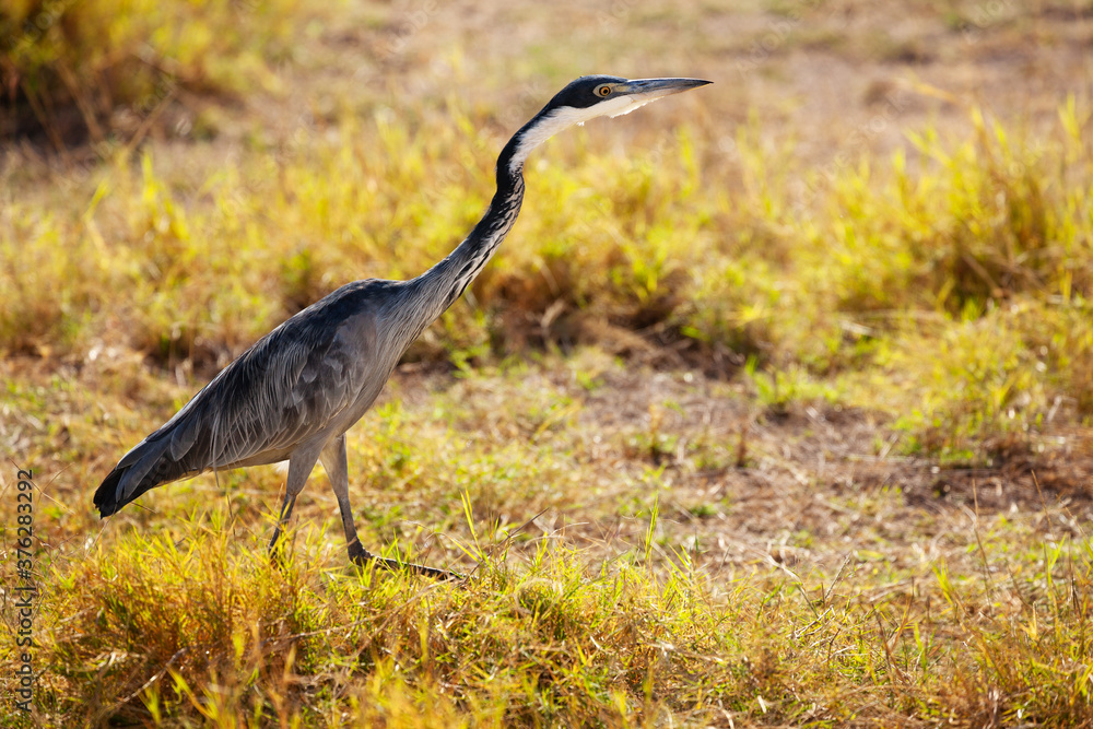 Great Blue Heron or Ardea Herodias in Kenya park bird in the natural environment