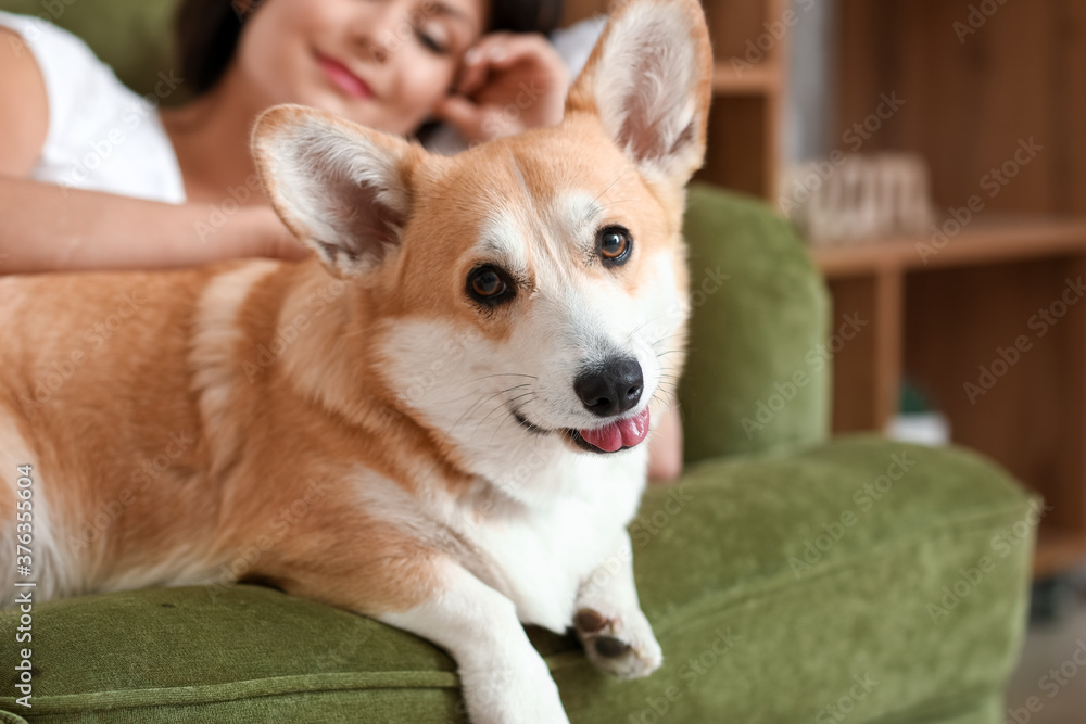 家里养着可爱柯基犬的女人