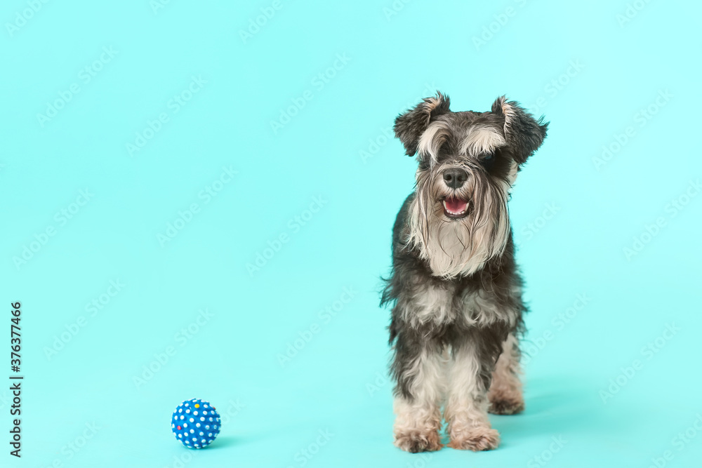 Cute dog on color background