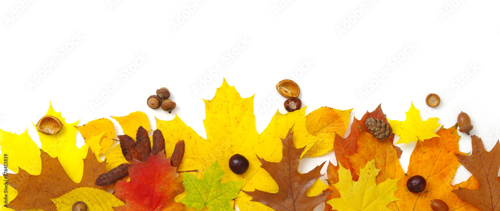 Autumn composition. Colorful leaves isolated on white