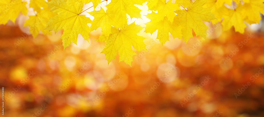  Fall blurred background.