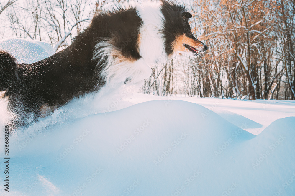 有趣的年轻设得兰牧羊犬，Sheltie，Collie在雪地公园的户外快速奔跑和跳跃。播放