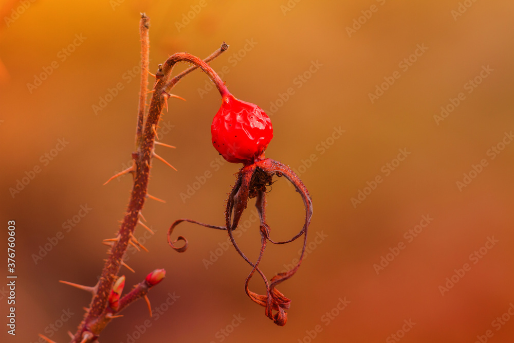 rosehip on a thorny branch