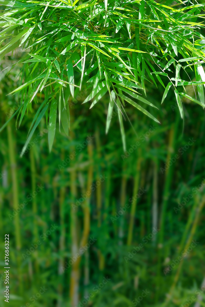 热带雨林中的绿色竹叶特写