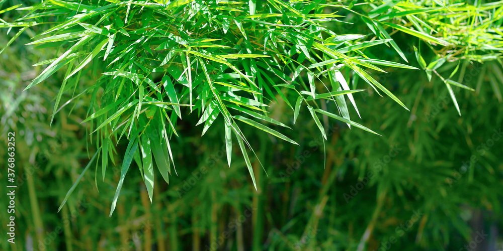 close up of green  bamboo leaves  in the rainforest 