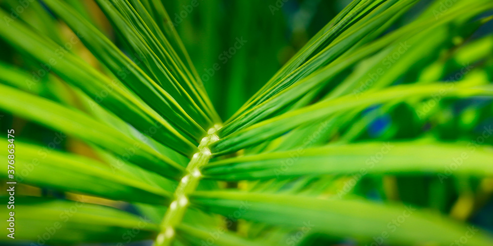 close up of green  leaves in the rainforest 