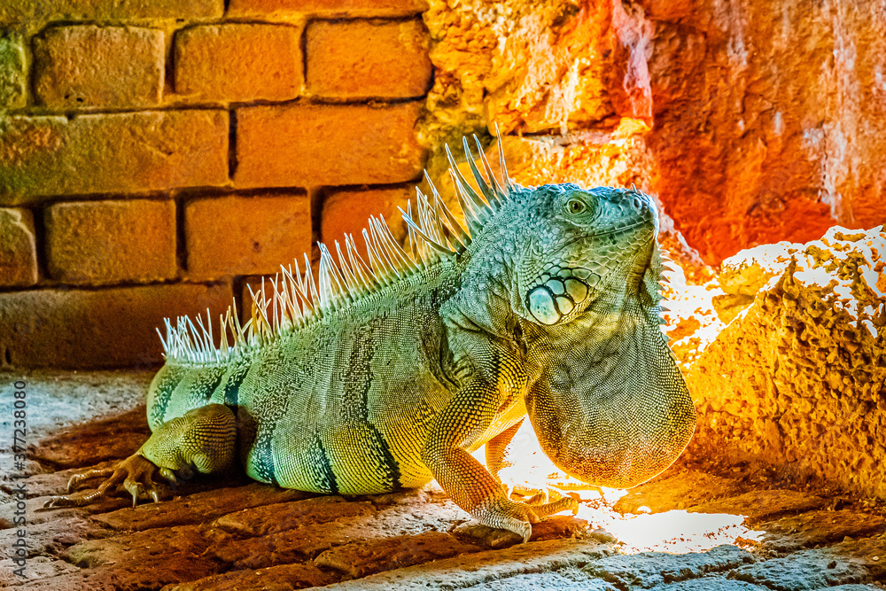 Green iguana iguana, also known as the American iguana in the loophole of an ancient fort, the south