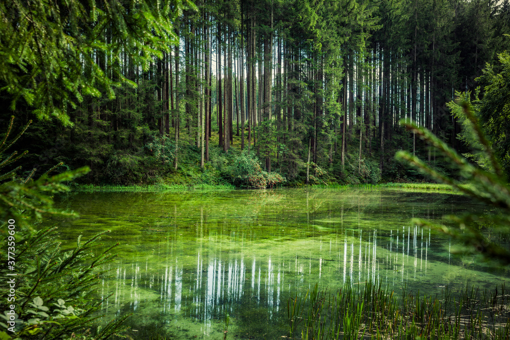 Wasserspiegelung an einem Grünen Waldsee