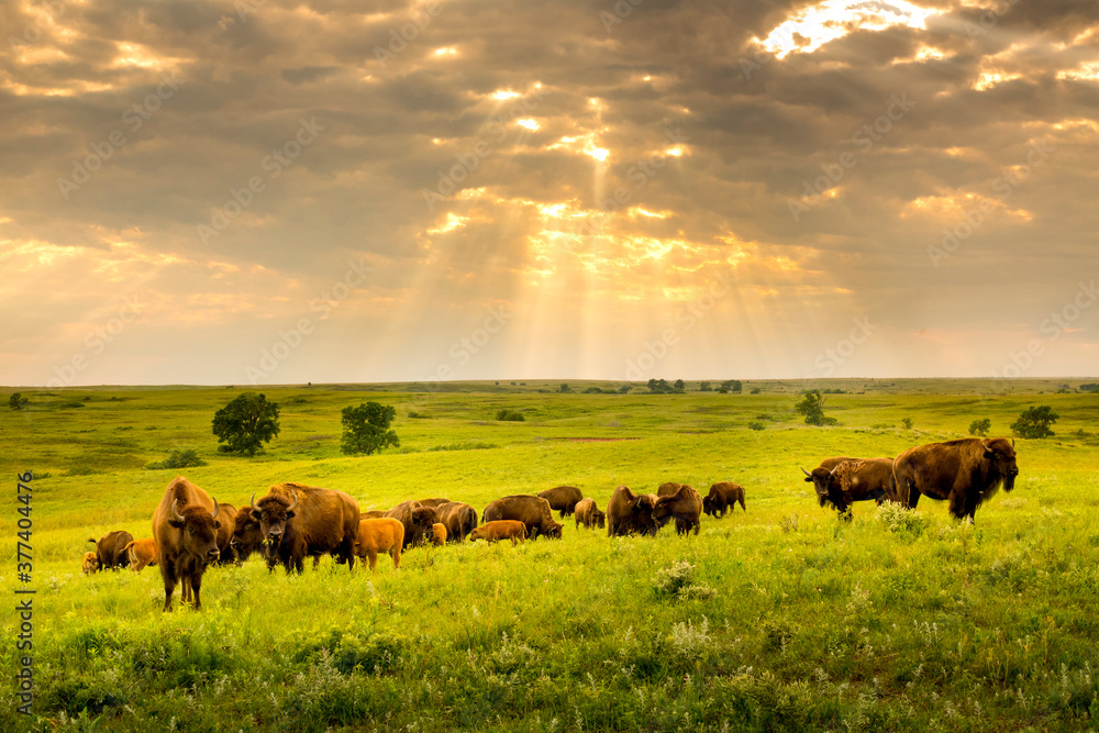 These impressive American Bison wander the plains of the Kansas Maxwell Prairie Preserve