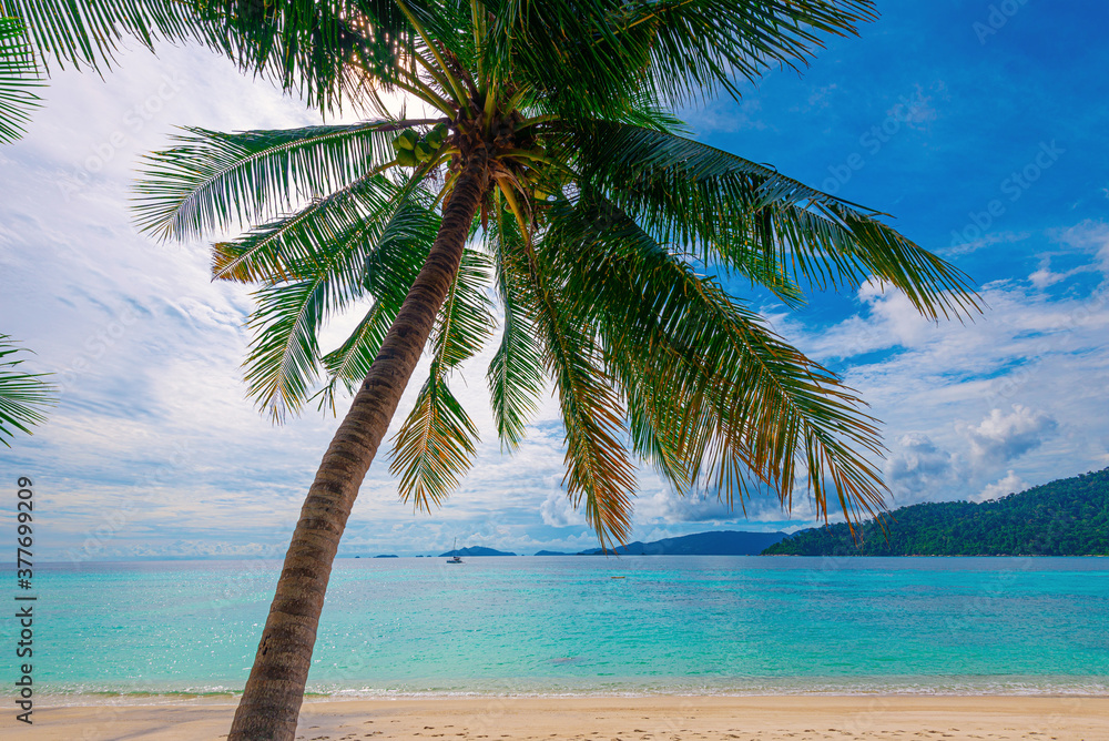 泰国Koh Lipe，蓝天和美丽的热带海滩之间的一棵椰子树。