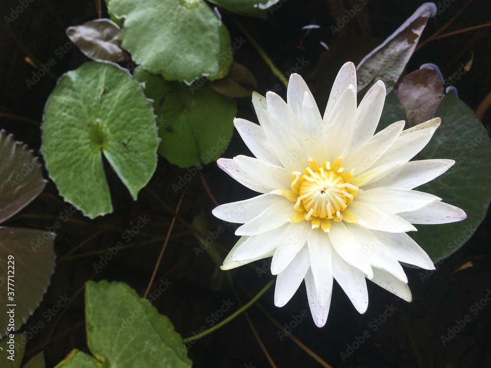 荷塘里的白莲花