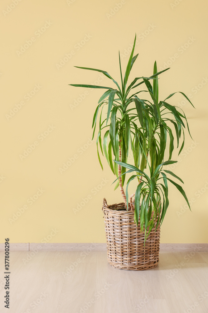 Wicker basket with houseplant on floor near wall