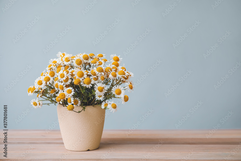 灰色背景下，桌上花瓶里的新鲜洋甘菊花香