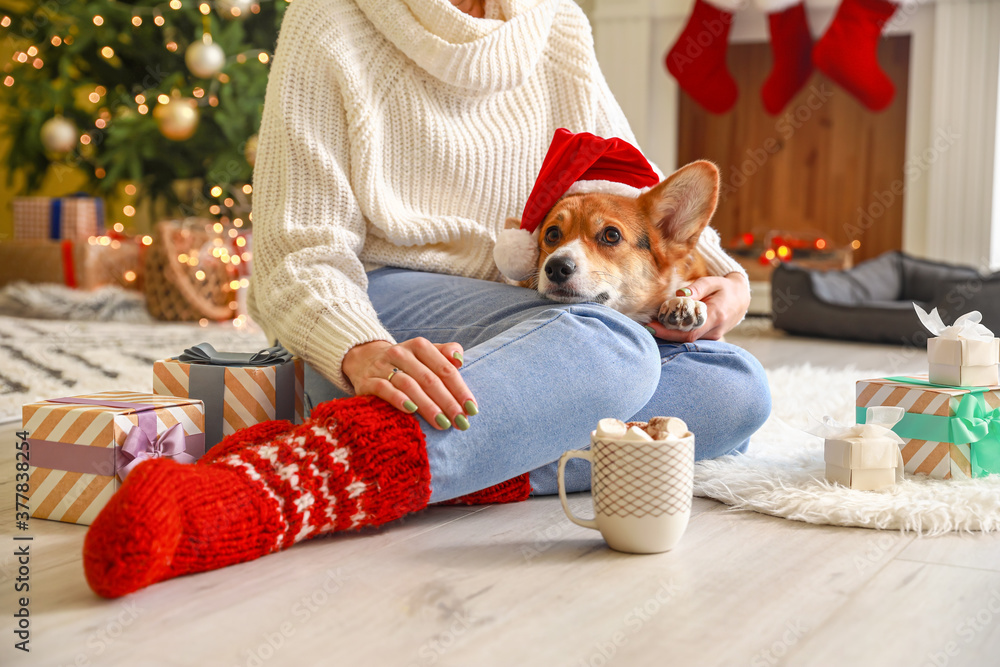 Cute dog with owner at home on Christmas eve