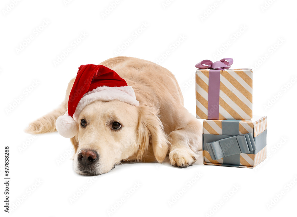 Cute dog in Santa hat and with Christmas gifts on white background